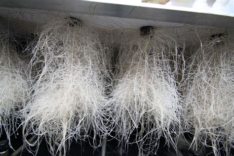 Growing Cannabis with Aeroponics | Green CulturED eLearning Solutions