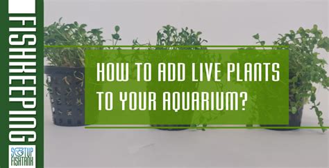 How to add live plants to your aquarium? - Setup Fish Tank