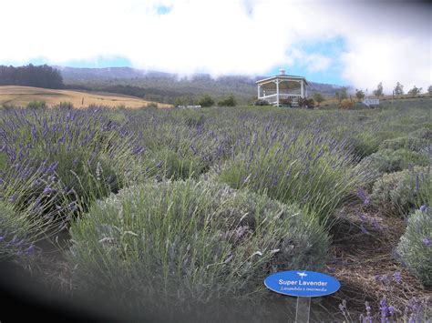 Lavender Farm, Maui Lavender Farm, Maui, Mountains, Natural Landmarks ...