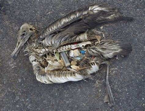 Plastic scrap is exposed in remains of dead albatross at Midway Atoll National Wildlife Refuge ...