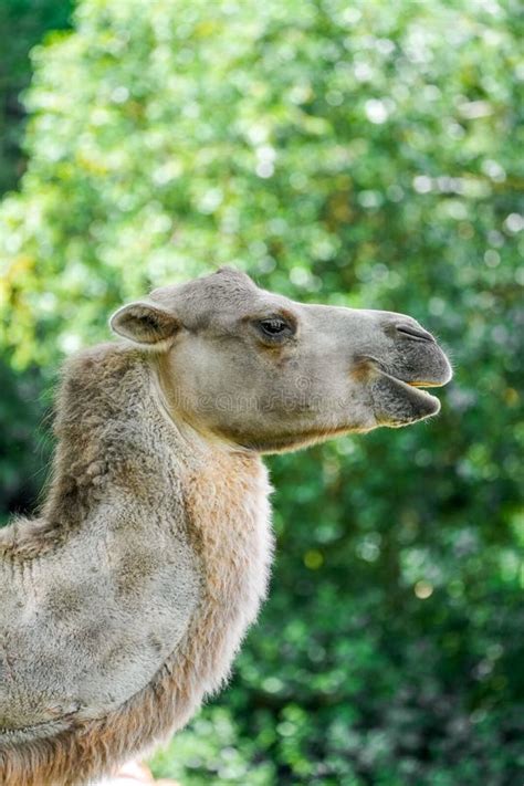 Portrait of a Bactrian Camel. Animal in Close-up Stock Image - Image of face, camel: 304517541