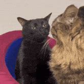 Cat-meme GIF - Cat-meme - Discover & Share GIFs