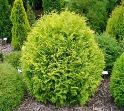 Golden Globe Dwarf Arborvitae ( Thuja ) | New Life Nursery