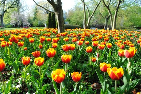 Discover the Best Spring Events Near You in Maryland | OnlyinYourState.com