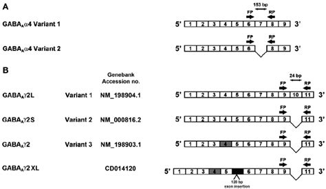 Diagram of PCR primer design for human GABA A α 4 and γ 2 variants. A ...