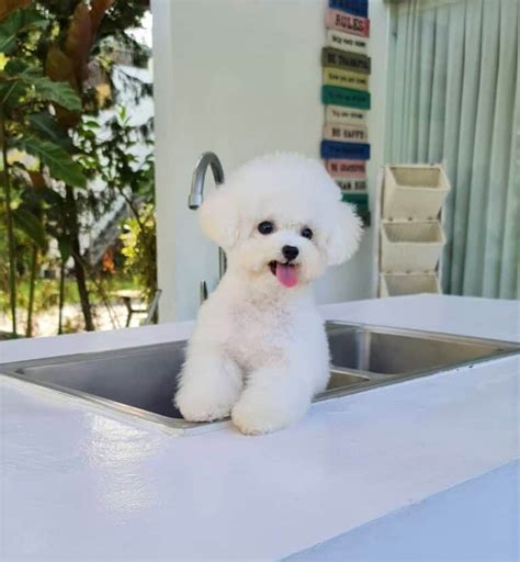 Teacup Bichon Frise: Why This Mini Dog Makes a Great Pet?