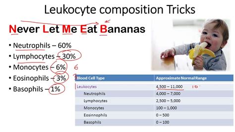 Leukocyte composition tricks to remember - YouTube