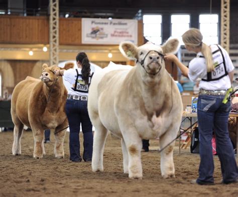 From Lindes Livestock Photos @ Iowa State Fair | Matt Lautner Cattle