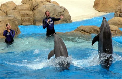 Dolphins At Aquarium Free Stock Photo - Public Domain Pictures