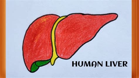 Liver Drawing || Liver Drawing Easy || How To Draw a Liver || Human Body Organs Drawing... - YouTube