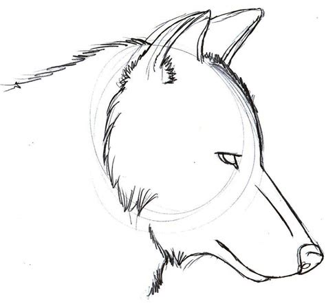 Wolf Sketch Easy at PaintingValley.com | Explore collection of Wolf ...