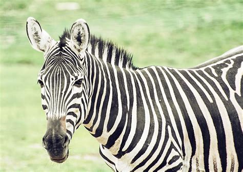 How Many Types Of Zebras Are There? - WorldAtlas