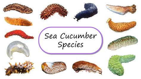 Sea Cucumber Species