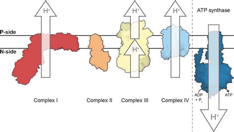 Schematic representation of the respiratory chain complexes and the ATP... | Download Scientific ...