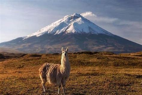 Cotopaxi National Park Tour: Hiking and Downhill Bike All Inclusive 2024 - Quito