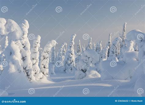 Snowy Forest in Lapland, Finland Stock Photo - Image of flora, arched: 23656632