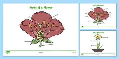 24 1 Reproduction In Flowering Plants Worksheet Answers | Best Flower Site