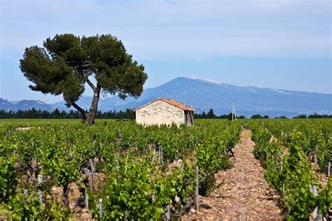 Concha Y Toro Winery Tour From Santiago: Triphobo