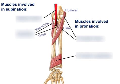 muscles involved in supination/pronation of the forearm Diagram | Quizlet