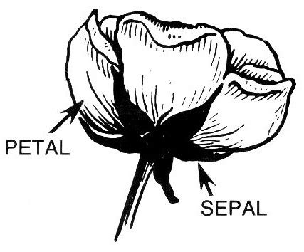 petal sepal label - /plants/diagrams/plant_parts/petal_sepal_label.png.html