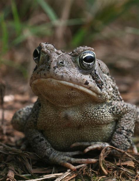 Fowler's Toad XT0017448 by Cristian-M on DeviantArt