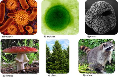 Taxonomy, Species, Living organisms diversity and principles of their classification | Science ...