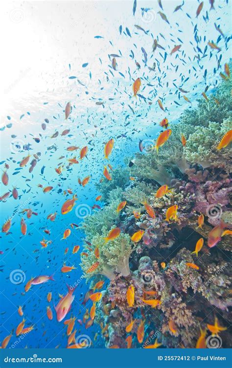 Coral reef wall in the sun stock photo. Image of scleronephthya - 25572412