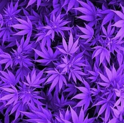 Purple Weed Stoner Wallpapers on WallpaperDog