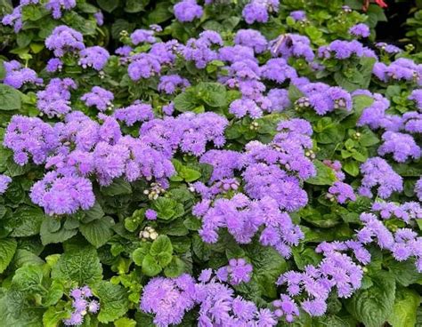 How to Grow Ageratum Flowers. Growing Ageratum Annual Plants.