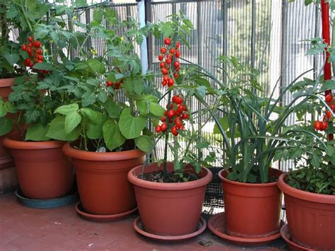 Patio Tomatoes [Complete Growing Guide] | Family Food Garden