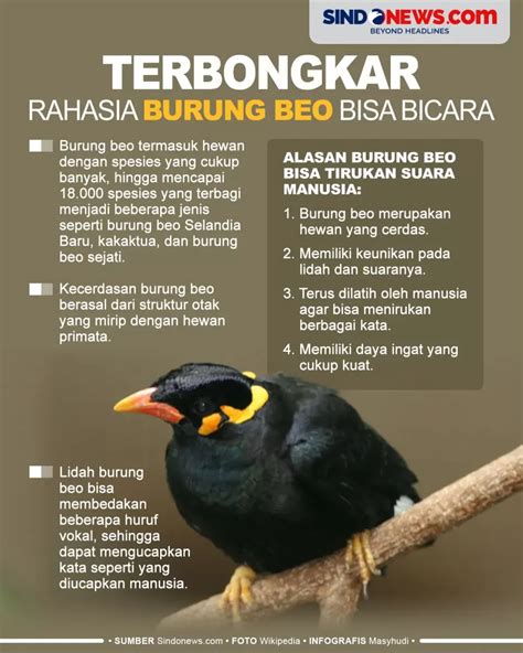 Jenis Burung Beo Yang Bisa Bicara Dalam Bahasa Indonesia – Kakelcode.com