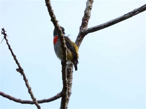 Halmahera Birds | Explore Iso Indonesia