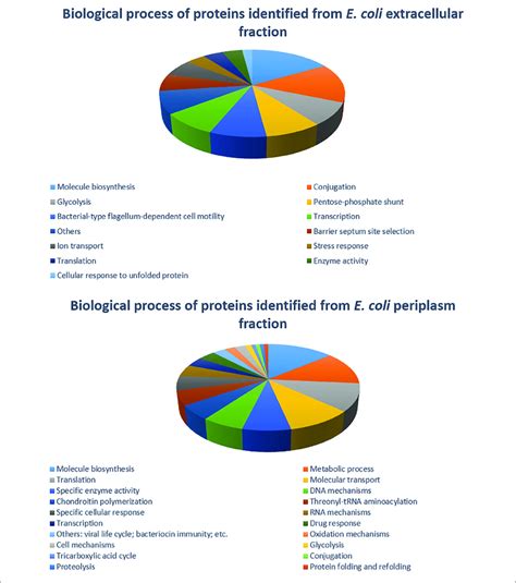 | Distribution of E. coli strain C999 proteins from extracellular and... | Download Scientific ...