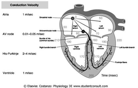 Where Would Conduction Velocity Be The Fastest In The Heart