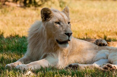 Female white lion, Lion Park, Johannesburg, South Africa. The white lion is a rare color ...