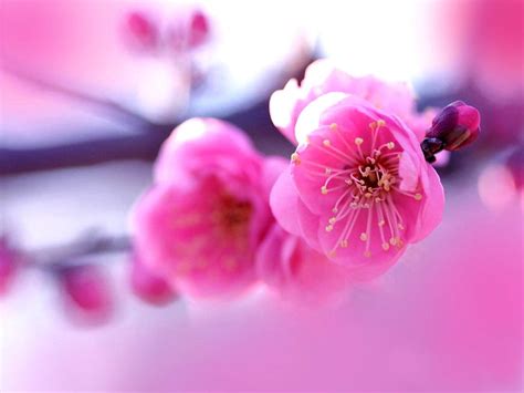 Pink Flowers HD Wallpapers - Top Free Pink Flowers HD Backgrounds ...