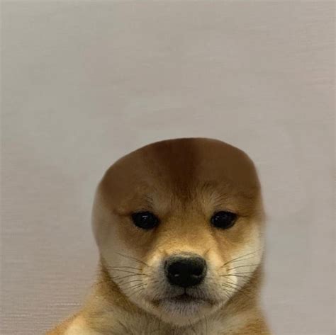 Dog With Hat Meme Generator