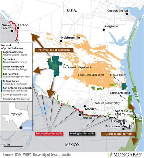 Texas ocelot breeding and reintroduction may offer new route to recovery