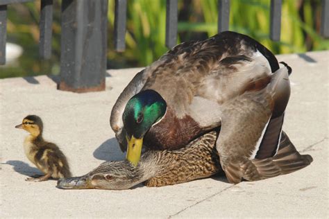 How Do Ducks Mate? | Animals mating, Duck, Animals