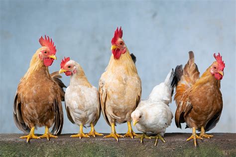 Facts about fowls | One Health Poultry Hub