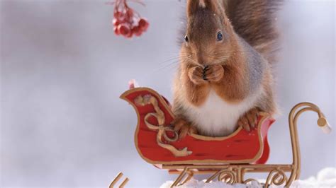 Squirrels star in Christmas photo shoot!