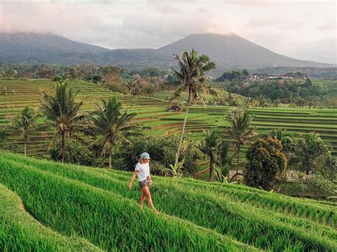 Jatiluwih Rice Terraces | Entrance Fee, Opening Hours & More