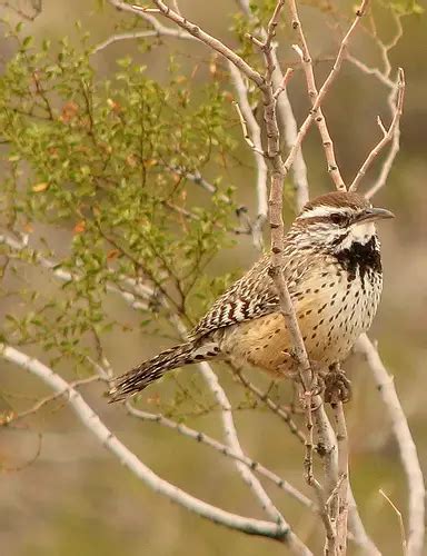 cactus wren facts - Animals Time