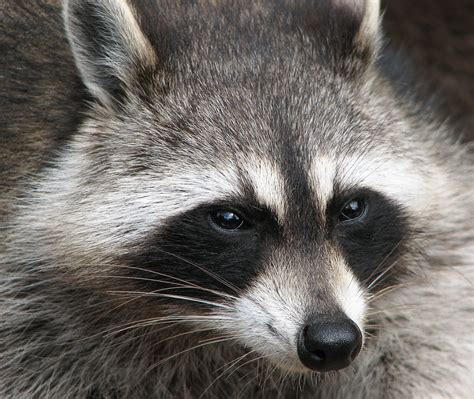 File:Raccoon (Procyon lotor) 2.jpg - Wikipedia, the free encyclopedia