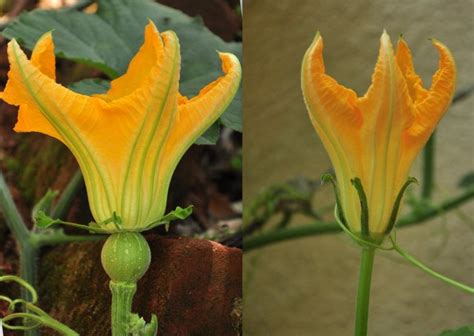 Pure randomness!: Pumpkin flowers for lunch