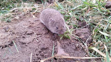 Vole Control in Idaho - Get Lost Pest Control