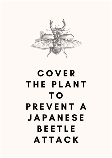 How to Identify, Treat & Prevent Japanese Beetle Infestation?