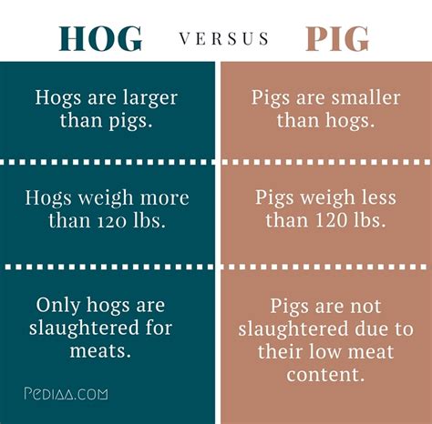 Difference Between Hog and Pig