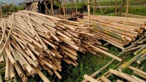 Harvesting Bamboo: When, why and how - Bambu Batu