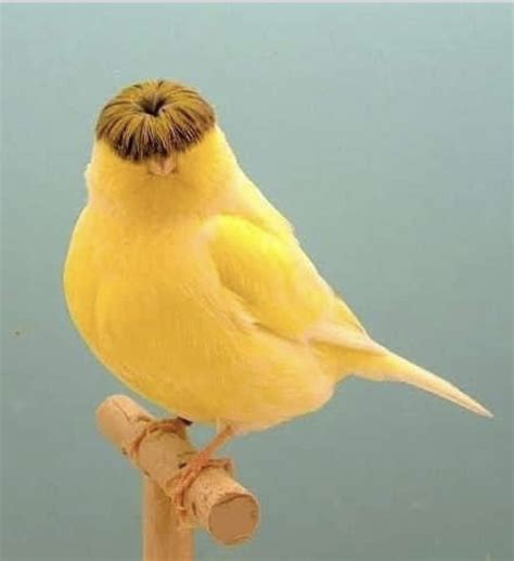 Gloster Canary | Canary birds, Pet birds, Funny birds